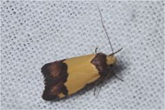 Heteroteucha kershawi