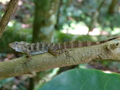 Anolis gundlachi