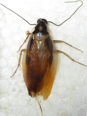 Supella dimidiata