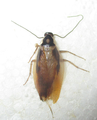 Supella dimidiata