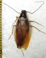 Supella dimidiata