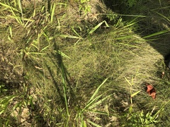 Eleocharis tuberculosa