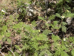 Chamaebatia foliolosa