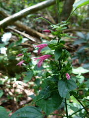 Justiciinae