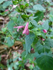 Justiciinae
