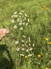 Cicuta maculata maculata
