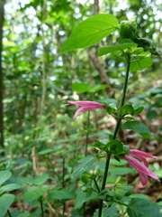 Justiciinae