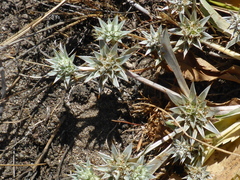 Eryngium armatum