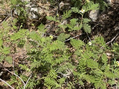 Chamaebatia foliolosa