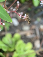 Episyrphus balteatus