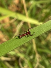 Micrathena swainsoni