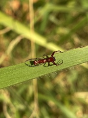 Micrathena swainsoni