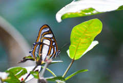 Metamorpha elissa