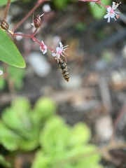 Episyrphus balteatus