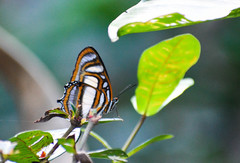 Metamorpha elissa
