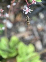 Episyrphus balteatus
