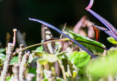 Metamorpha elissa