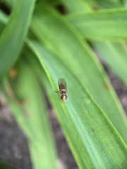 Episyrphus balteatus