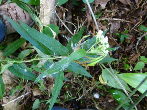 Image of Asclepias nivea by (c) botanygirl, some rights reserved (CC BY)