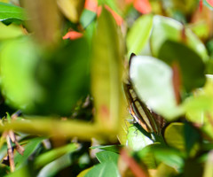 Metamorpha elissa
