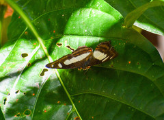 Metamorpha elissa