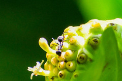 Gigantiops destructor