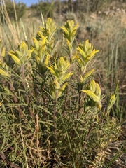 Castilleja flava