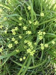 Linum medium texanum