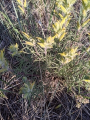Castilleja flava