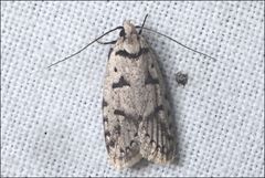 Scatochresis episema