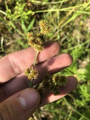 Juncus brachycarpus