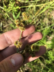 Juncus brachycarpus
