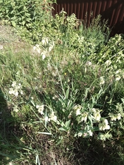 Silene vulgaris