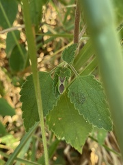Discogastrini