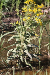 Tephroseris palustris