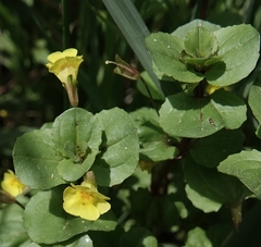Erythranthe glabrata