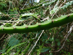 Selenicereus triangularis