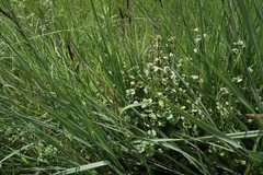 Erythranthe glabrata