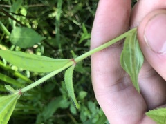 Rhexia mariana interior