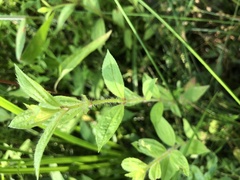 Rhexia mariana interior