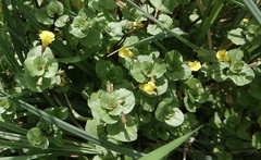 Erythranthe glabrata