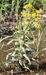 Tephroseris palustris