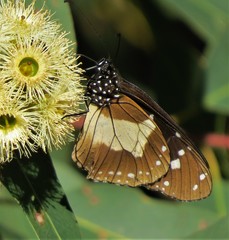 Amauris albimaculata