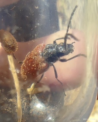 Omophlus syriacus