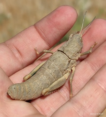 Ocnerosthenus kneuckeri