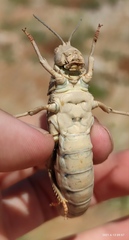 Ocnerosthenus kneuckeri