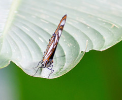 Metamorpha elissa