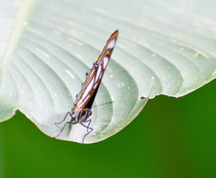 Metamorpha elissa