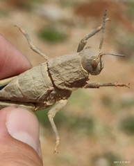 Ocnerosthenus kneuckeri