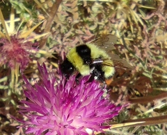 Bombus niveatus